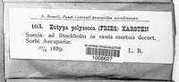 Eutypa polycocca image